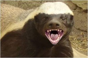 2722623-2721368-honey-badger-close-up
